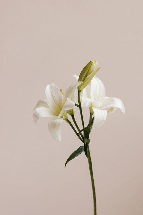 Harmony in Blossoms: Nature's Perfumed Quartet